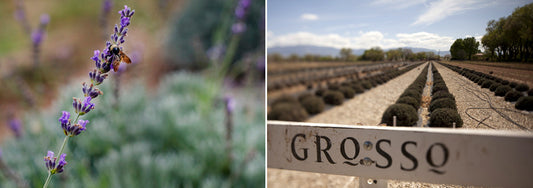 Sweet Scents Of Lavender